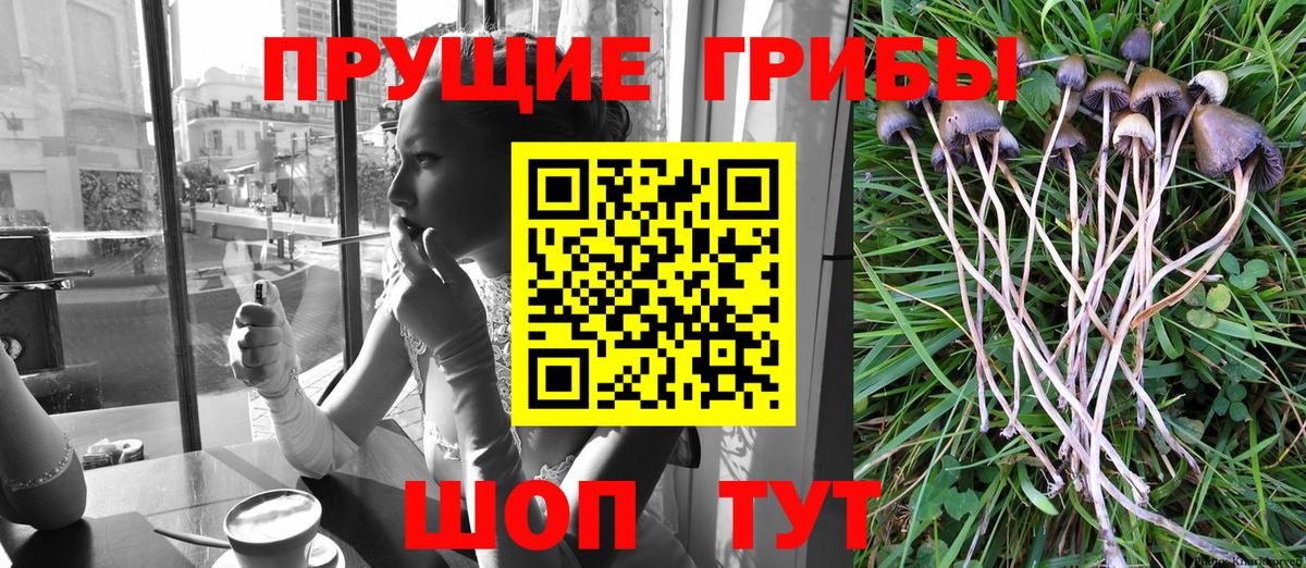 Галлюциногенные грибы мицелий  Вход с VPN  Зеленодольск  Галлюциногенные грибы GOLDEN TEACHER 